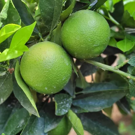 Semesterbostad Casa El Granero De Antonio