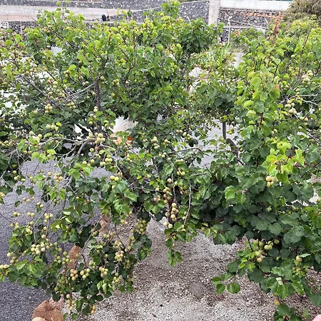 Casa El Granero De Antonio Semesterbostad San Miguel de Abona