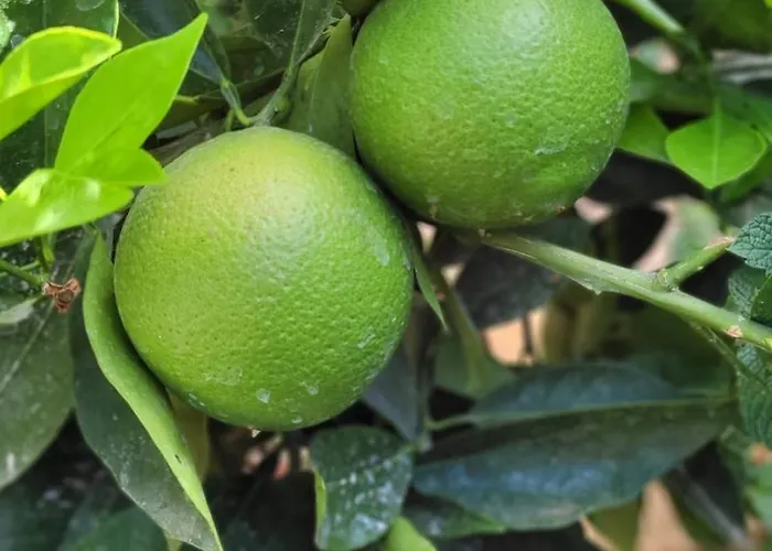 Casa vacanze Casa El Granero De Antonio