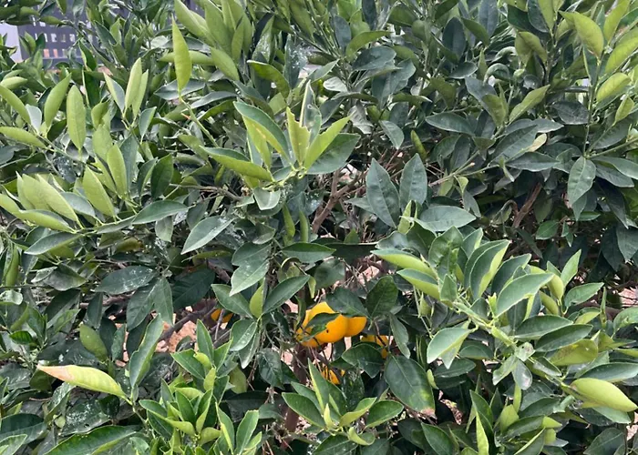 Casa vacanze Casa El Granero De Antonio San Miguel de Abona