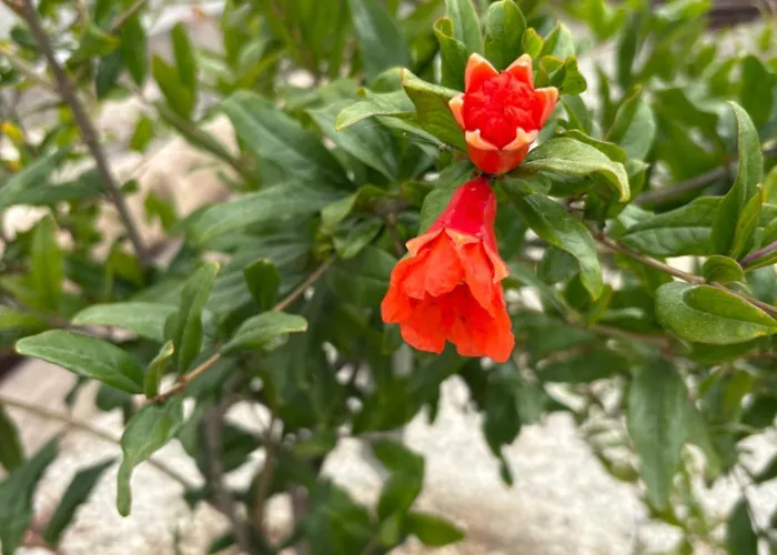 Casa vacanze Casa El Granero De Antonio *