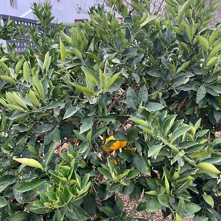 Tatil Evi Casa El Granero De Antonio San Miguel de Abona