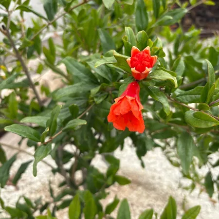 Tatil Evi Casa El Granero De Antonio *